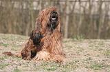 BRIARD 185